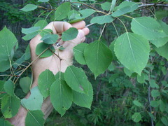 Populus