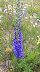 Veronica pinnata