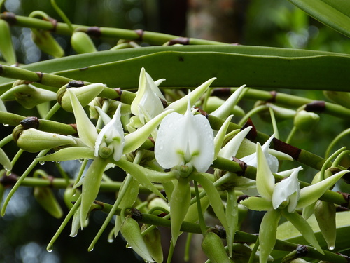 Ivory-Colored Angraecum