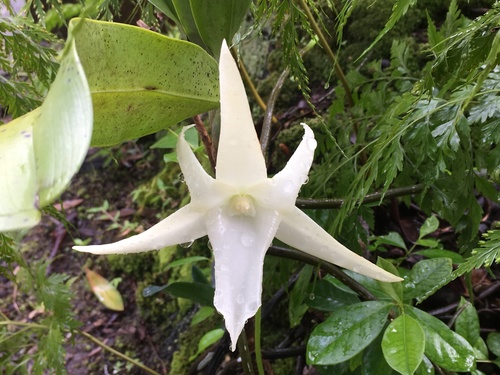 Angraecum sesquipedale, photograph 5