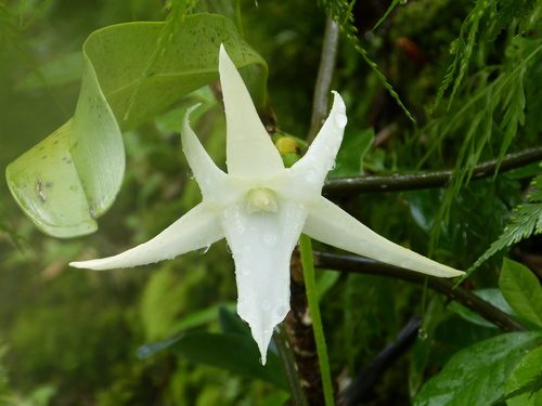 Angraecum sesquipedale, photograph 6