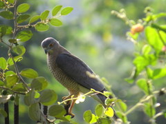 Accipiter badius