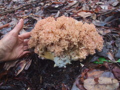 Ramaria rubripermanens