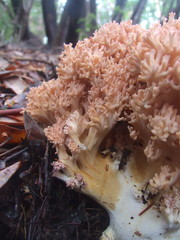 Ramaria rubripermanens