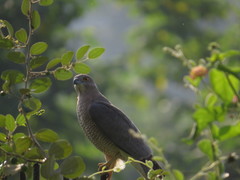Accipiter badius