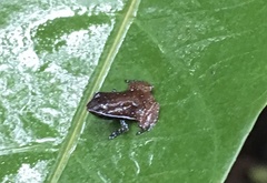 Plethodontohyla notosticta