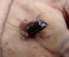 Plethodontohyla notosticta