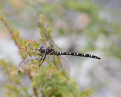 Archaeosynthemis leachii