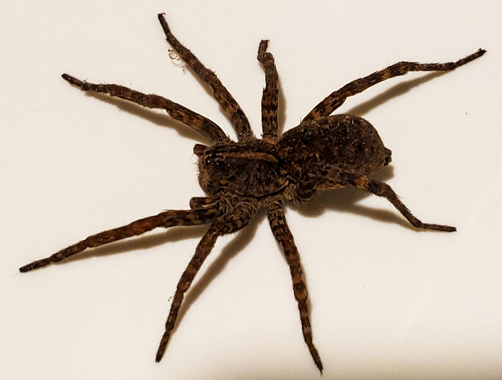 Wetland Giant Wolf Spider in May 2020 by grinnin · iNaturalist