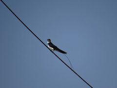 Hirundo smithii