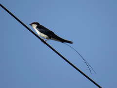 Hirundo smithii