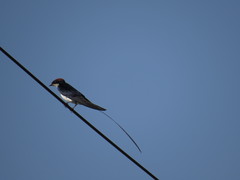 Hirundo smithii