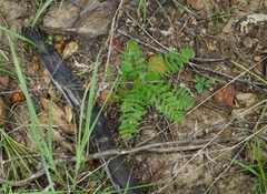 Pteridium esculentum