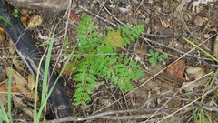 Pteridium esculentum