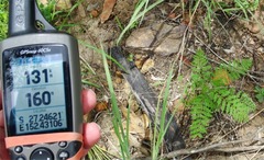 Pteridium esculentum