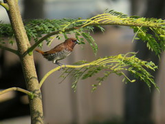 Lonchura punctulata