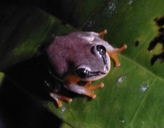 Heterixalus madagascariensis