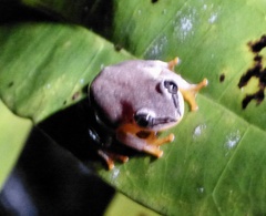 Heterixalus madagascariensis