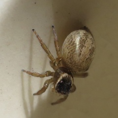 Maratus griseus