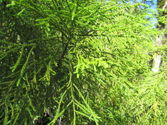 Lepidothamnus intermedius