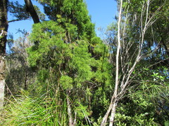 Lepidothamnus intermedius