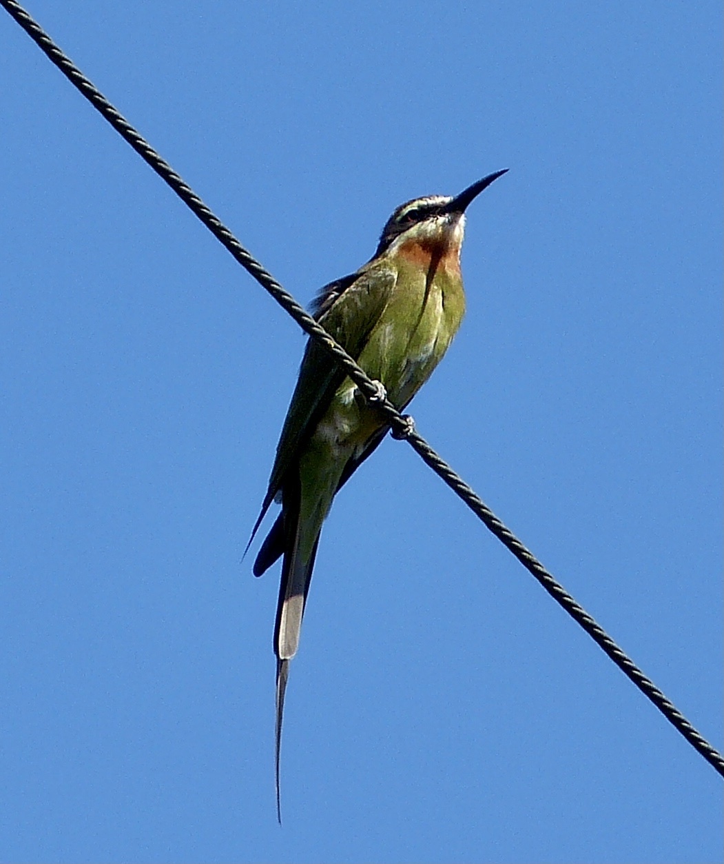 Olive Bee-eater