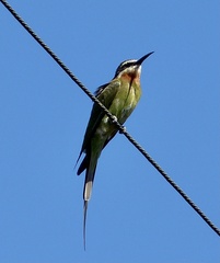Merops superciliosus