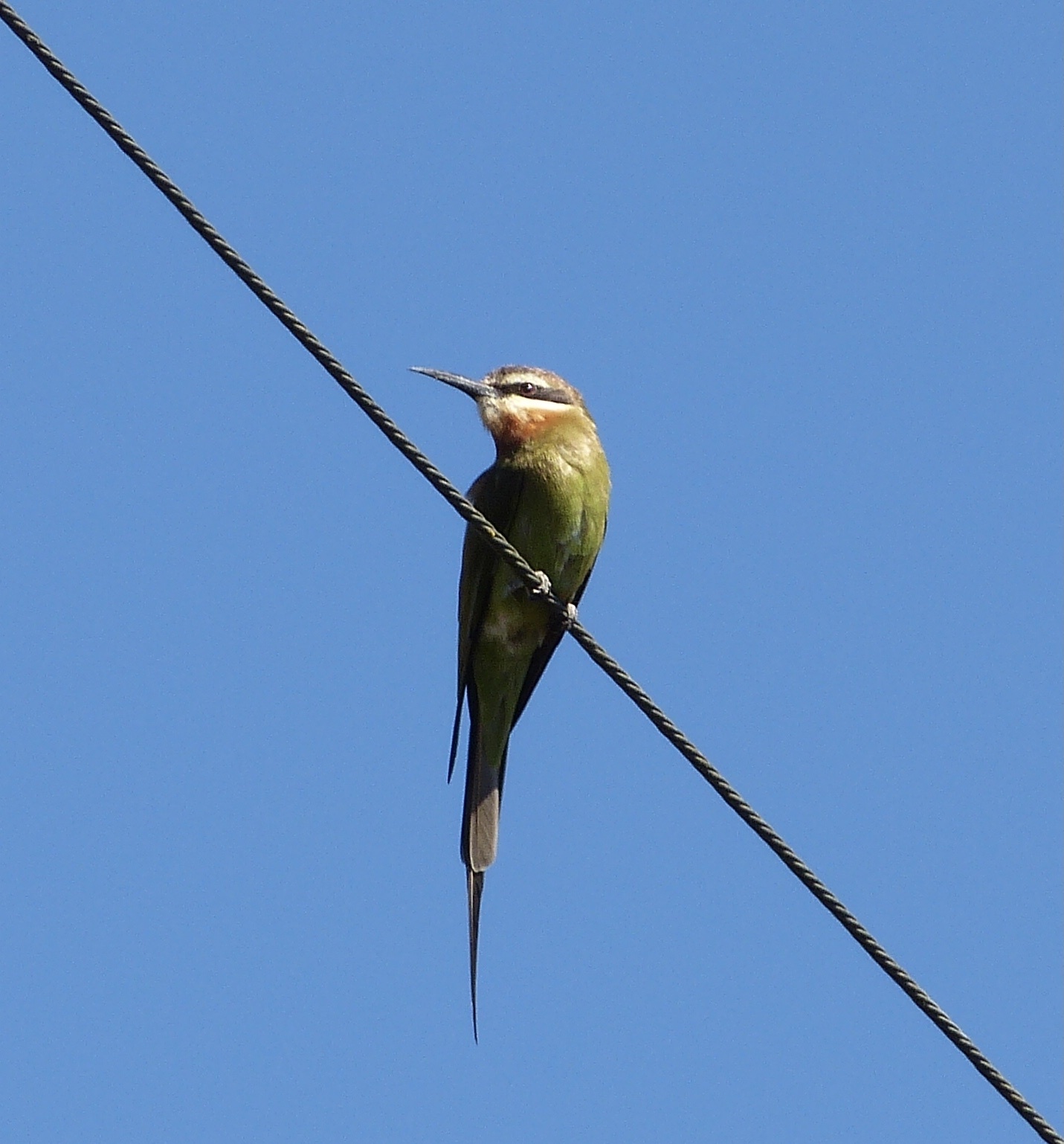 Olive Bee-eater