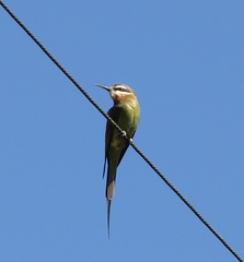 Merops superciliosus