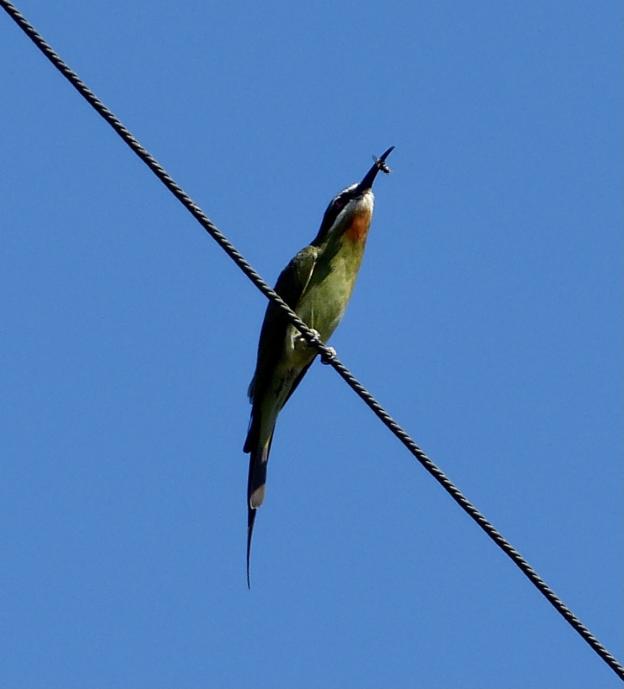 Olive Bee-eater