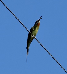 Merops superciliosus