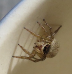 Maratus griseus