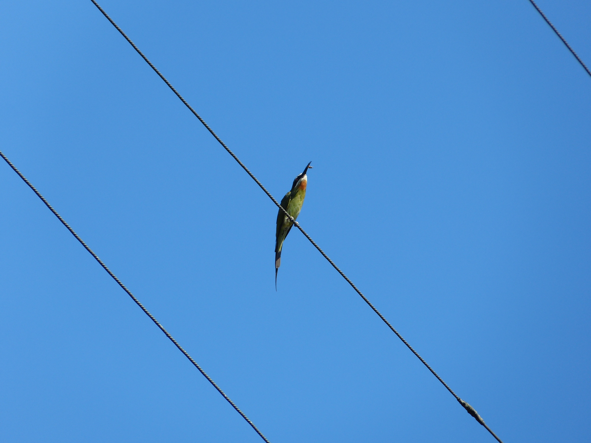 Olive Bee-eater