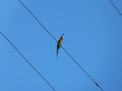 Merops superciliosus