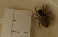 Maratus griseus