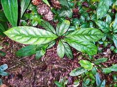 Ardisia brevicaulis