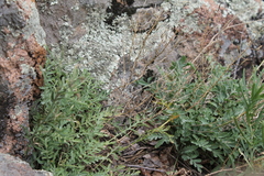Smelowskia alba