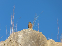 Falco newtoni