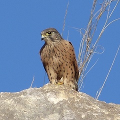 Falco newtoni