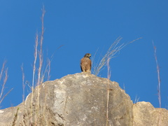 Falco newtoni