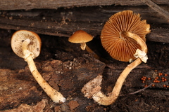 Conocybe vexans