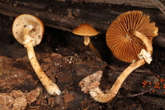 Conocybe vexans
