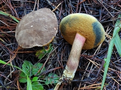 Xerocomellus mendocinensis