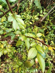Camellia cuspidata