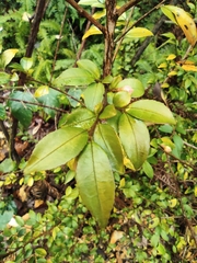 Camellia cuspidata