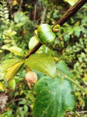 Camellia cuspidata