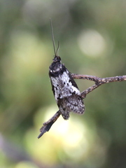 Philobota protorthra