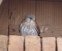 Falco newtoni