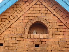 Falco newtoni