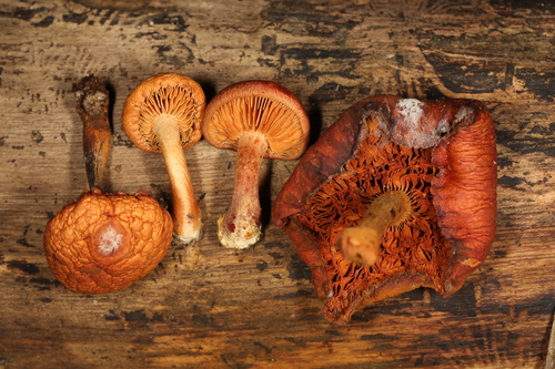 Gymnopilus liquiritiae (Photo 2 of 2)